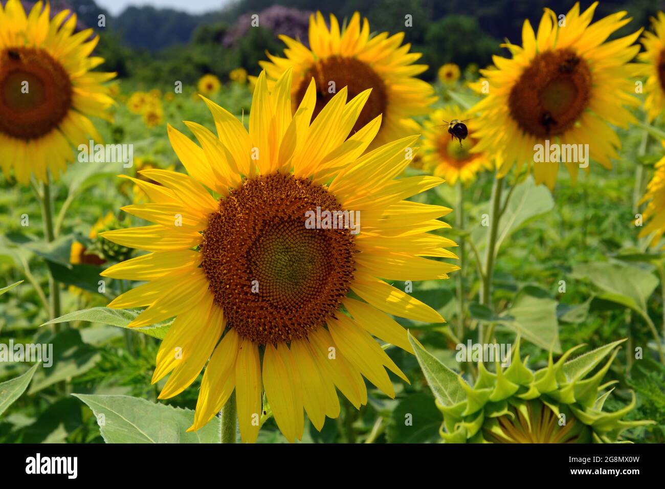 The sunflower field is in full bloom at Dorothea Dix Park in Raleigh North Carolina Stock Photo