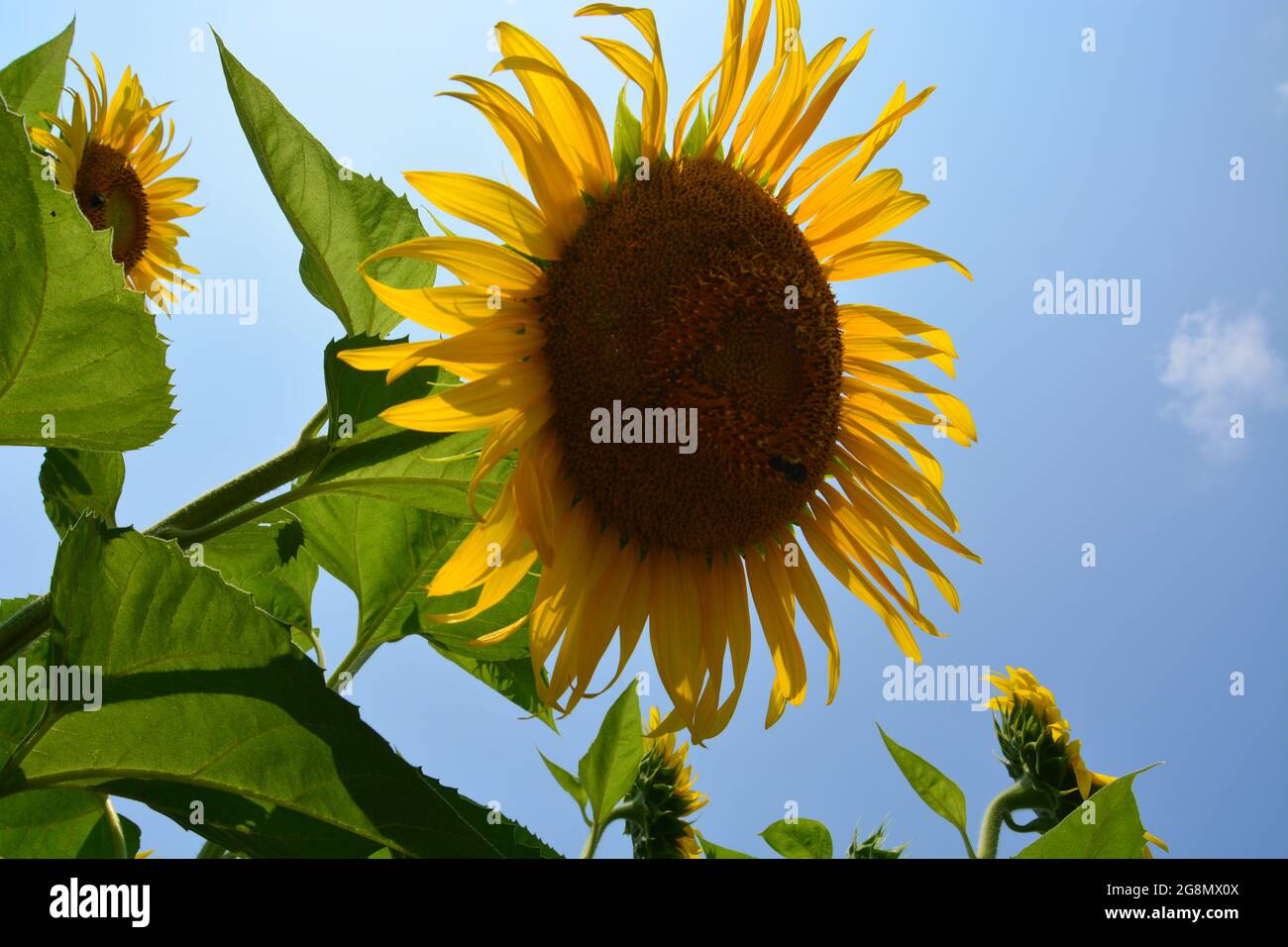 The sunflower field is in full bloom at Dorothea Dix Park in Raleigh North Carolina Stock Photo