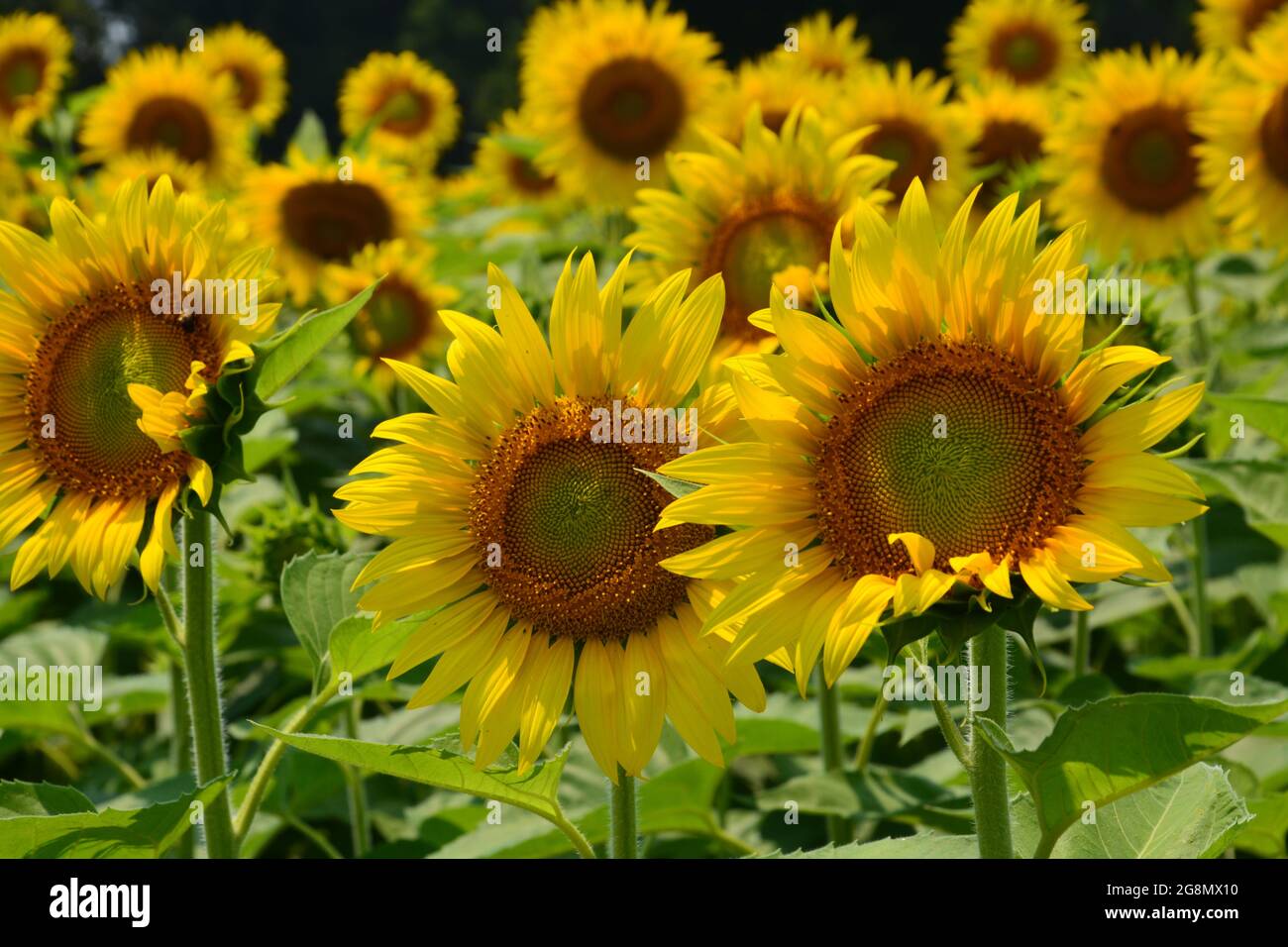 The sunflower field is in full bloom at Dorothea Dix Park in Raleigh