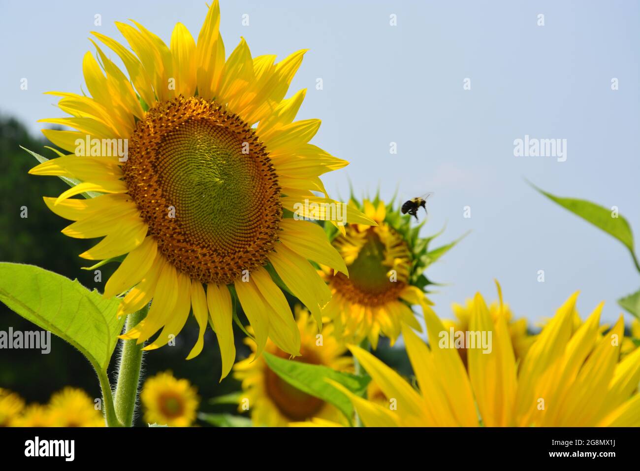 Bumblebees work the sunflower field in full bloom at Dorothea Dix Park in Raleigh North Carolina