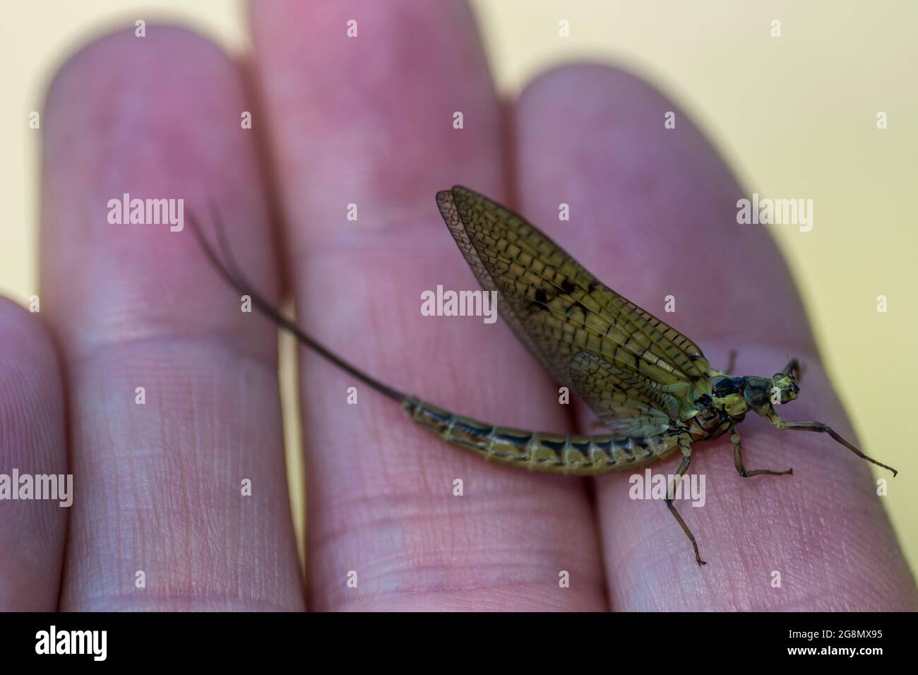 Mayfly (Ephemera vulgata) in the hand Stock Photo