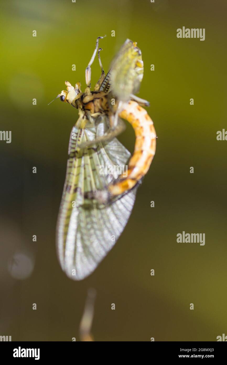 Mayfly (Ephemera vulgata) in cobweb Stock Photo