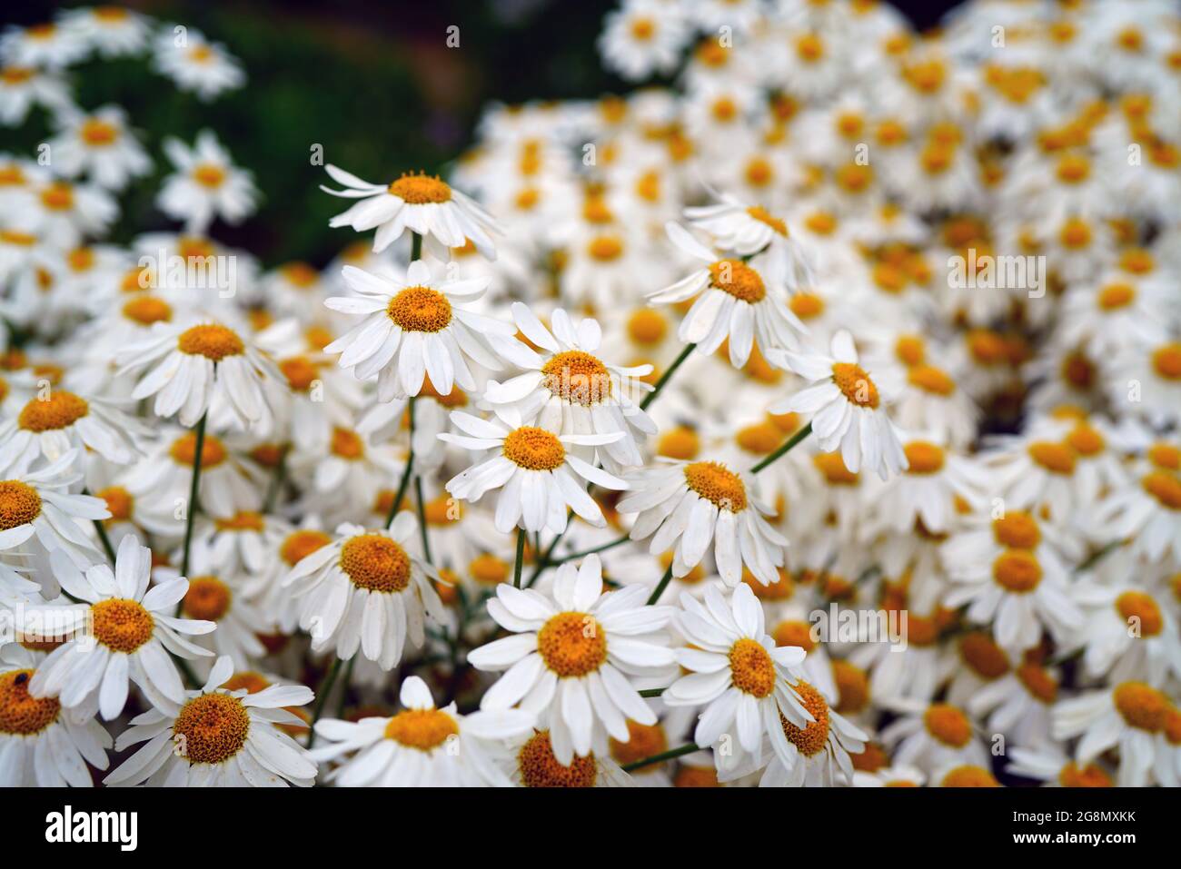 White and yellow daisy feverfew flowers of tanacetum corymbosum (Schultz) Stock Photo