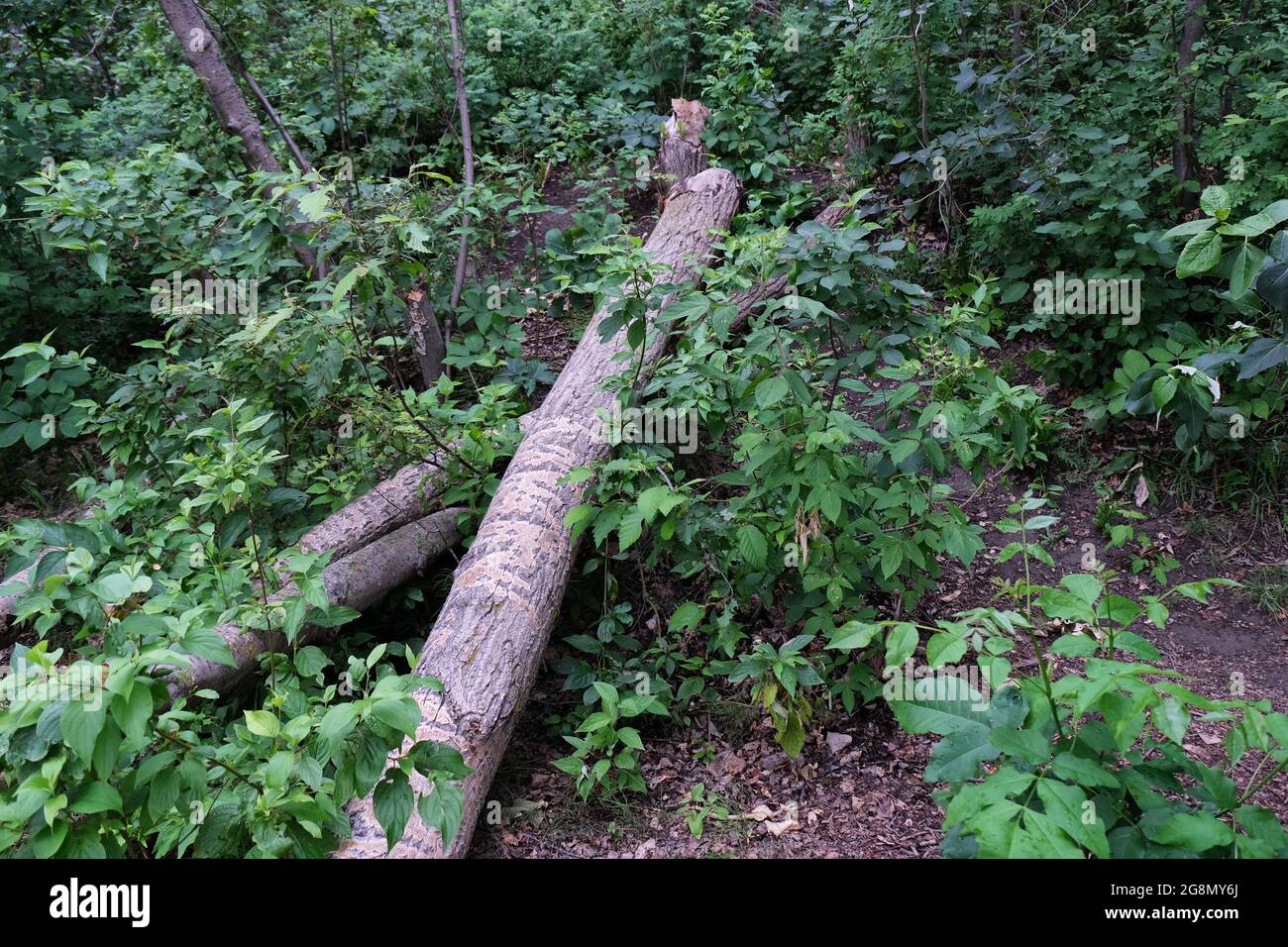 Fallen log in green forest Stock Photo