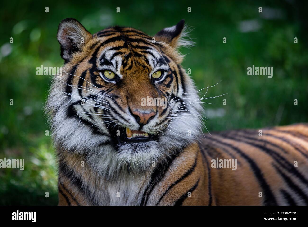 Sumatra tiger in the jungle Stock Photo - Alamy