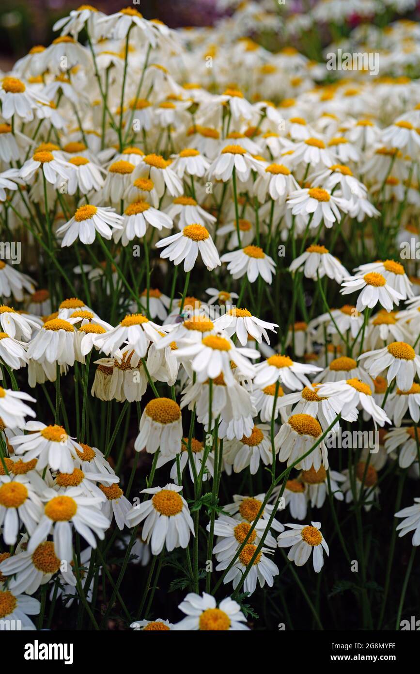 White and yellow daisy feverfew flowers of tanacetum corymbosum (Schultz) Stock Photo