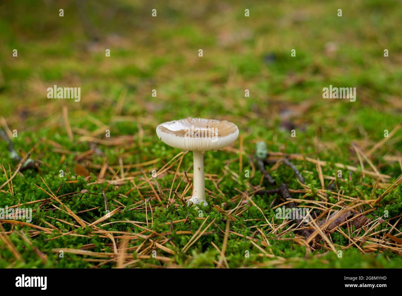 Funerall bell hires stock photography and images Alamy