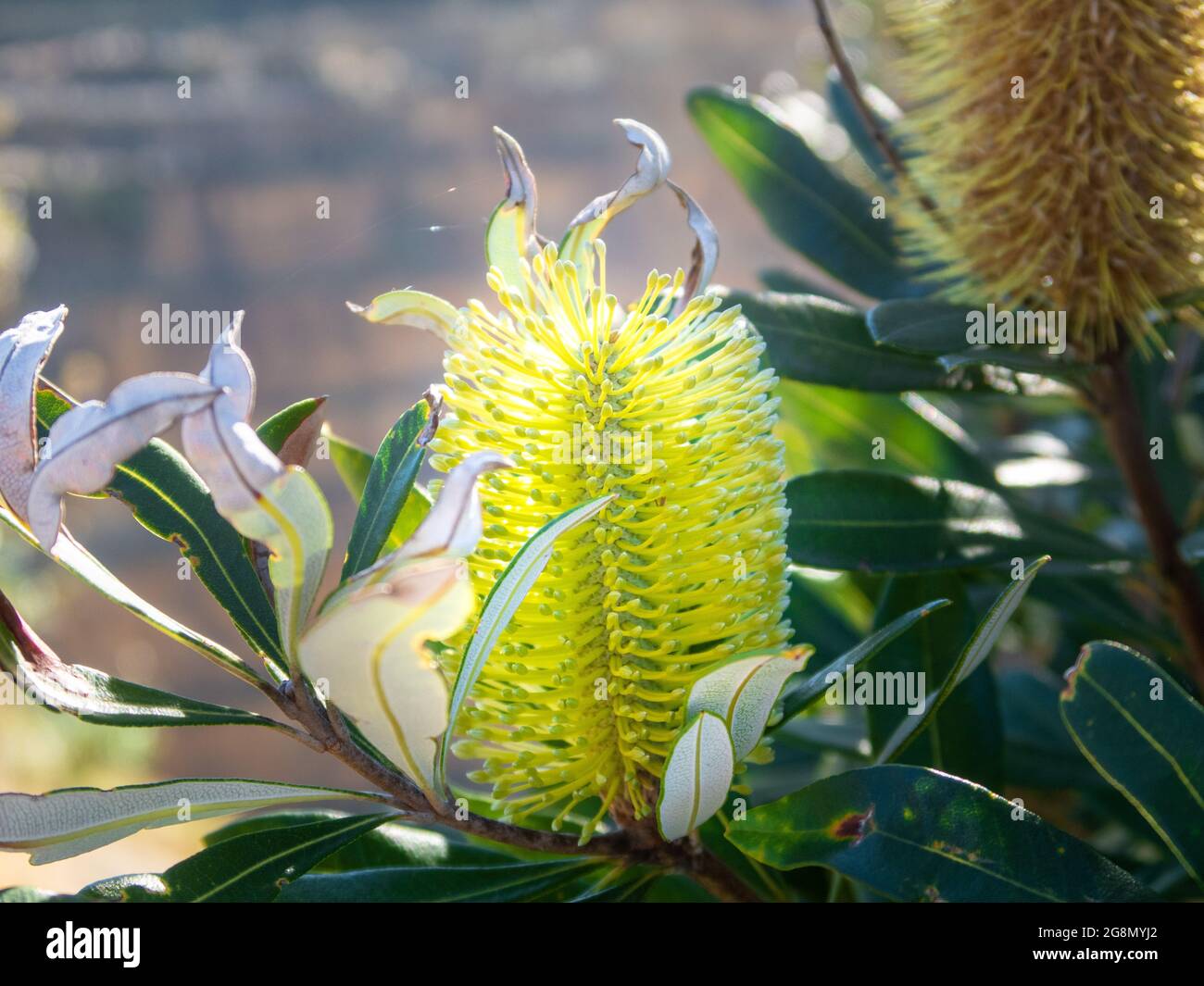 A beautiful yellow banksia flower amongst other trees and shrubs, providing nectar and pollen for birds and bees, North Island, New Zealand Stock Photo
