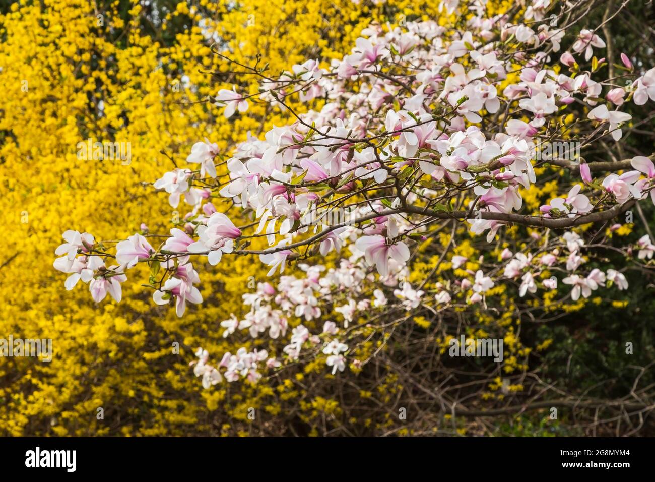 White and mauve flowering Magnolia Kobus tree against a Forsythia 'Northern Gold' shrub in spring Stock Photo