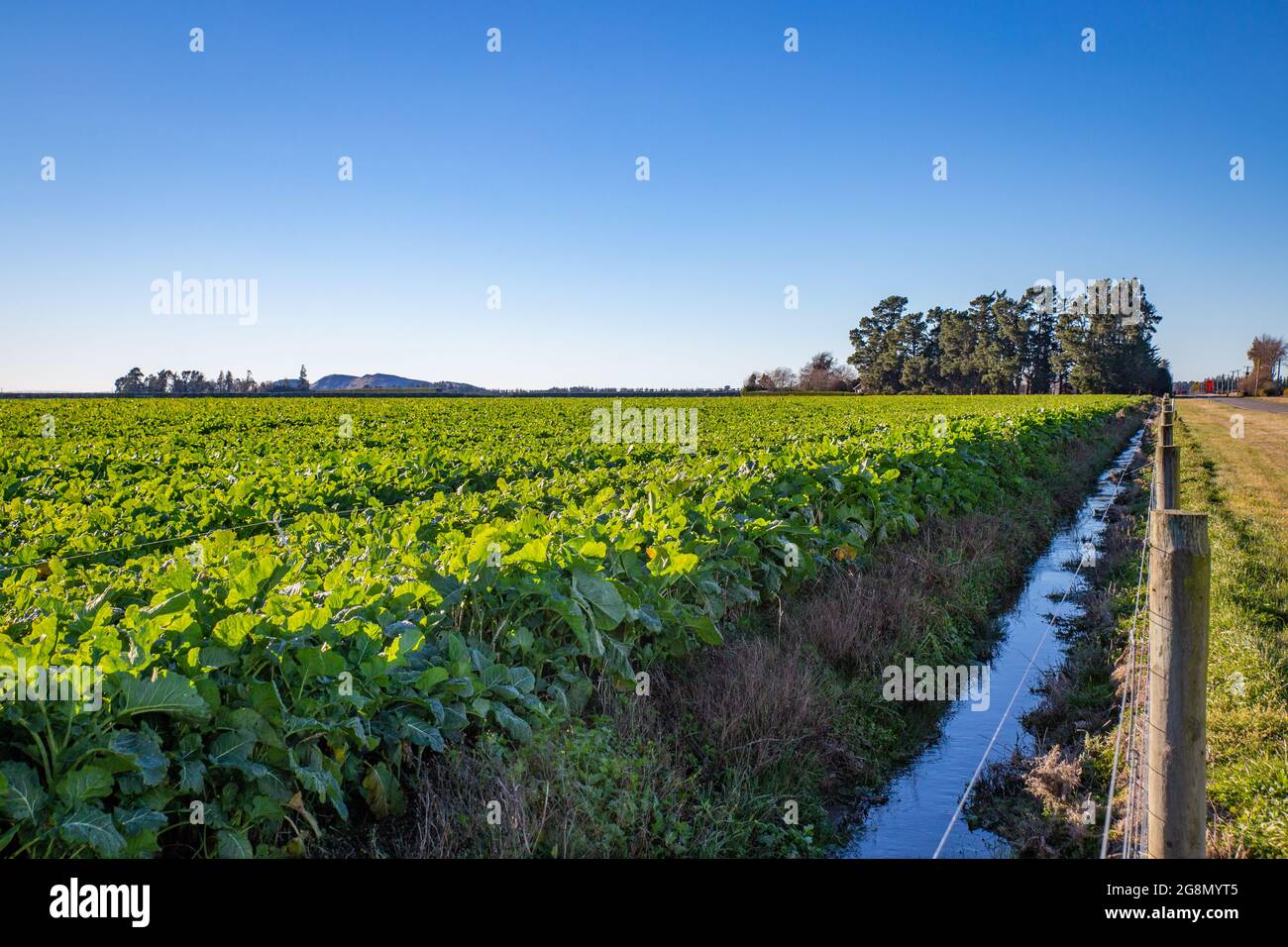 Vegetable sheep new zealand hires stock photography and images Alamy
