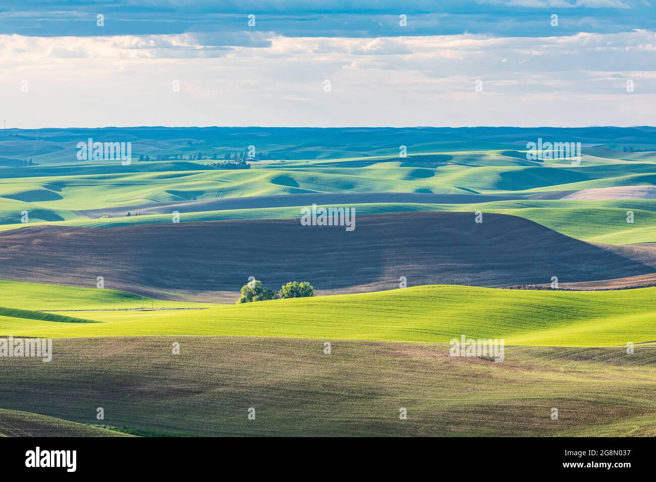 Pullman, Washington, USA. Rolling wheat fields in the Palouse hills