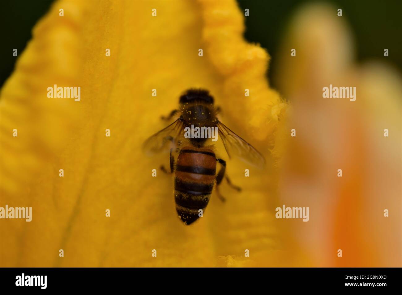Honey bee in a yellow pumkin blossom Stock Photo