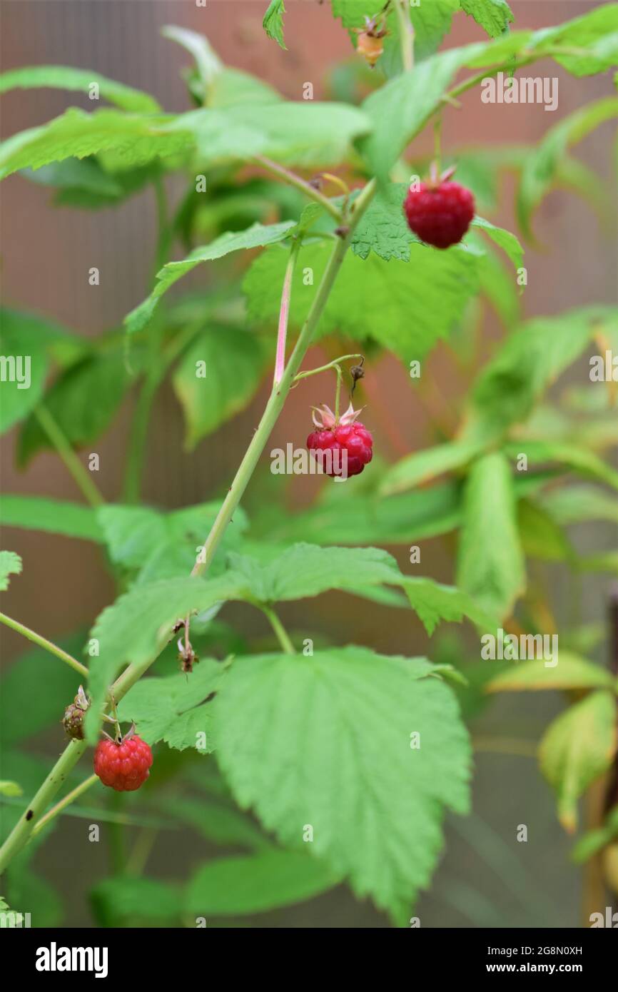 Three ripe red raspberries on the bush Stock Photo