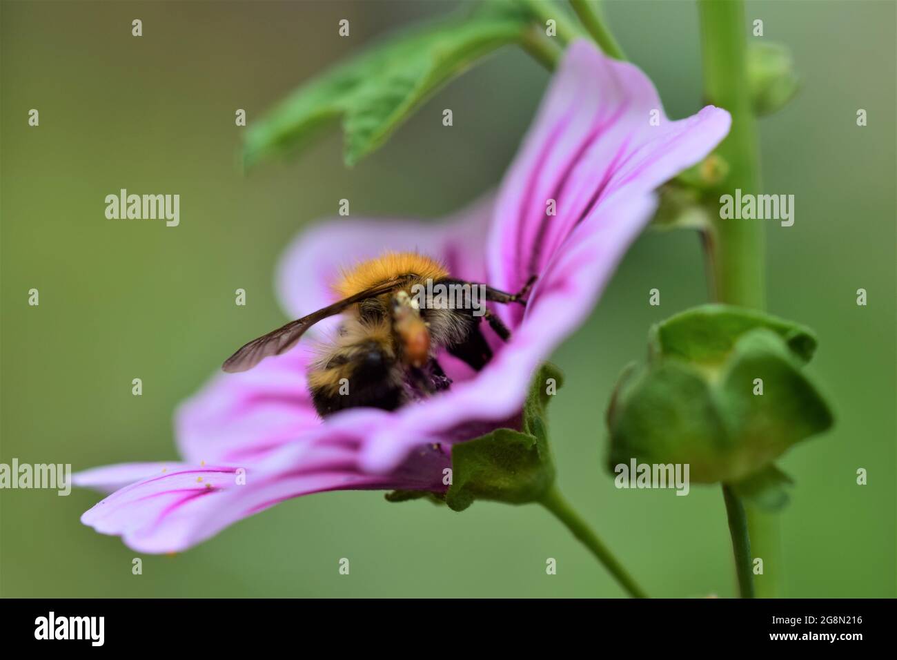 Bumble bee collects pollen in a zebra mallow Stock Photo