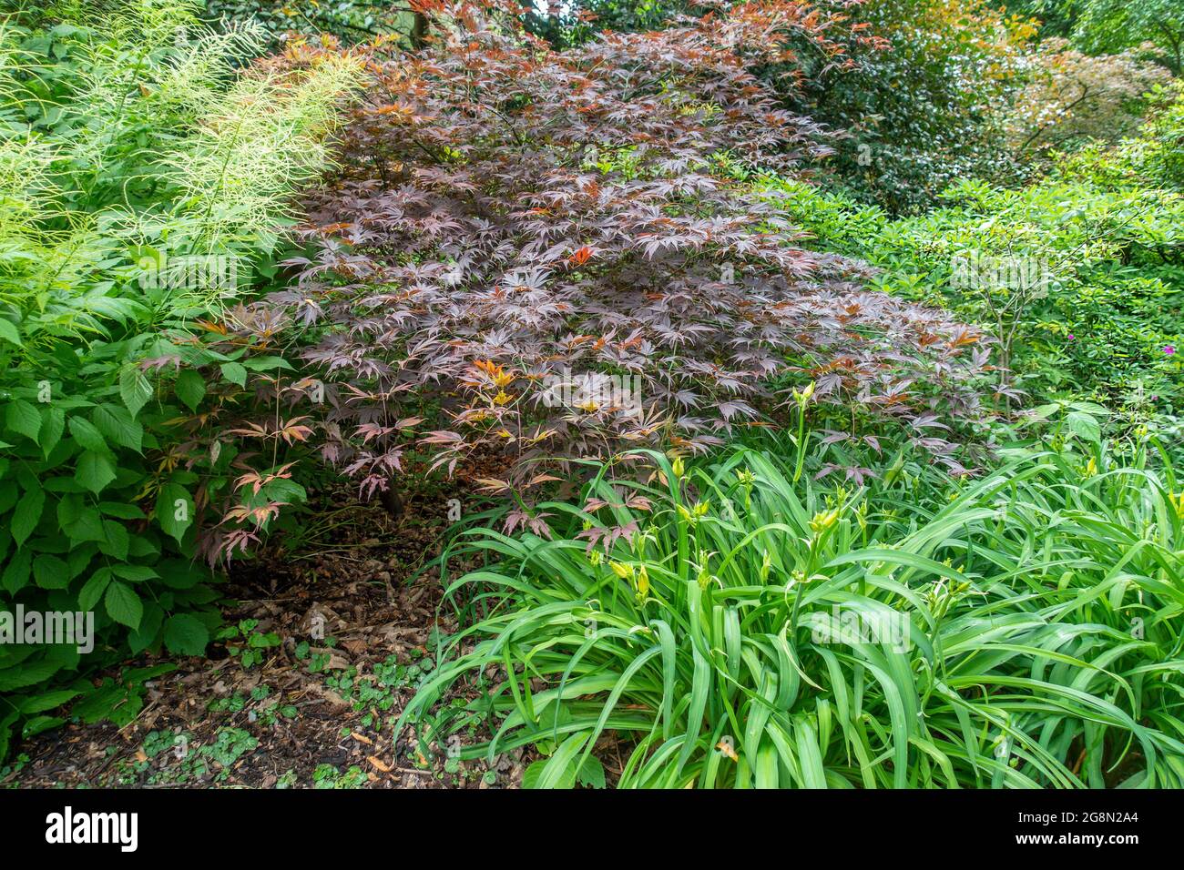 Acer shrub hi-res stock photography and images - Alamy