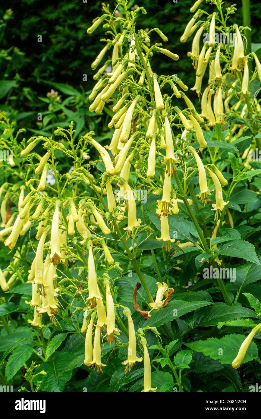 Phygelius,Cape Figwort,evergreen shrub,herbaceous,perennial,Yellow Flower Stock Photo