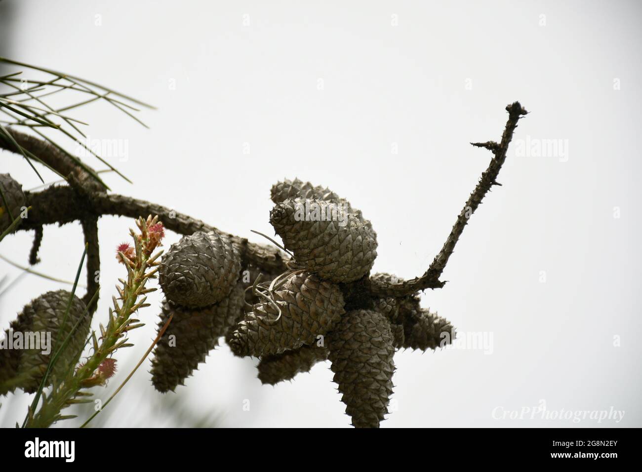 Closeup of a cluster of Pine Cones on a tree branch Stock Photo - Alamy