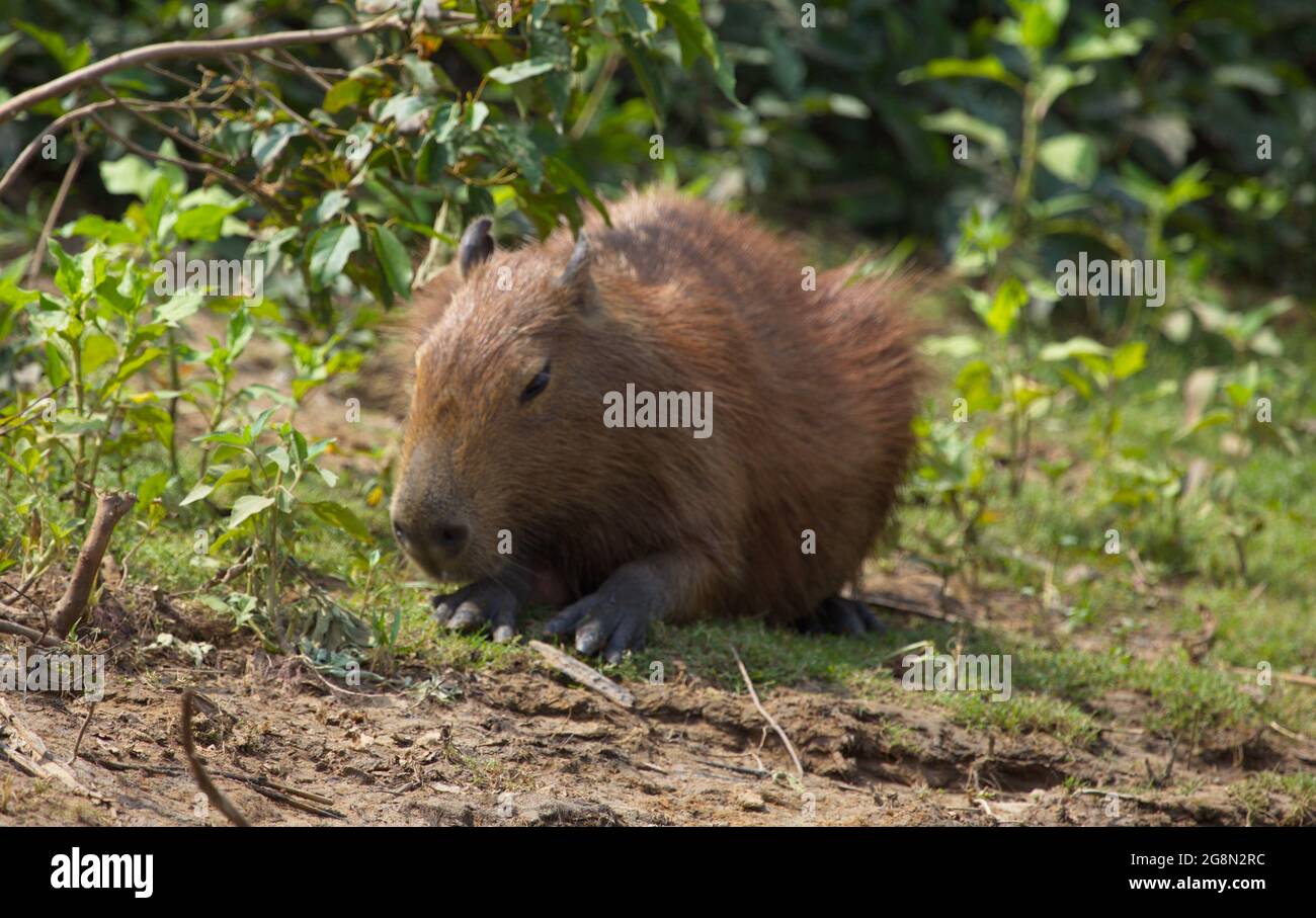 Head on portrait of Capybara (Hydrochoerus hydrochaeris) feeding on green grass Pampas del Yacuma, Bolivia. Stock Photo