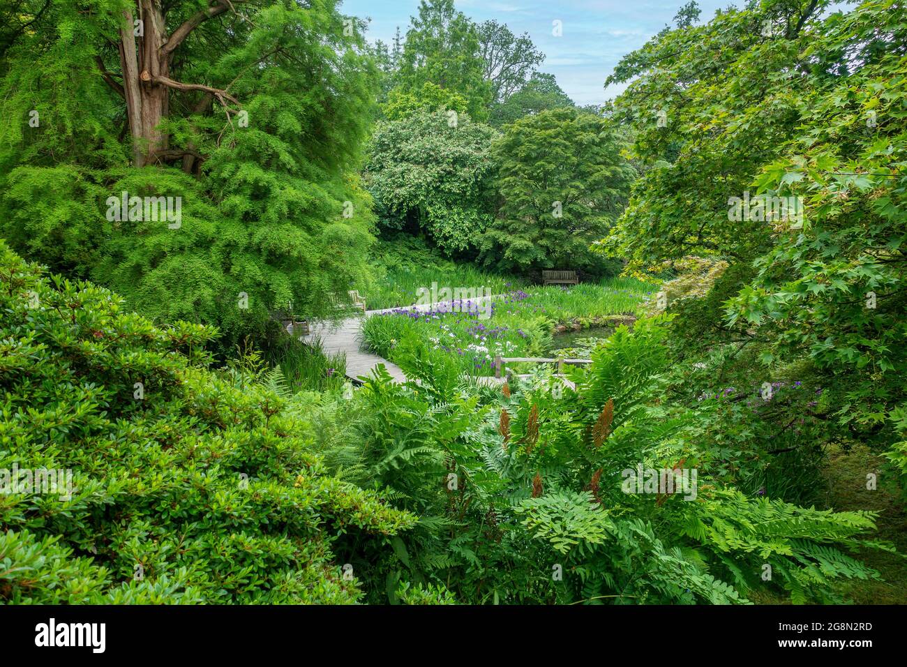 Woodland ferns hi-res stock photography and images - Alamy