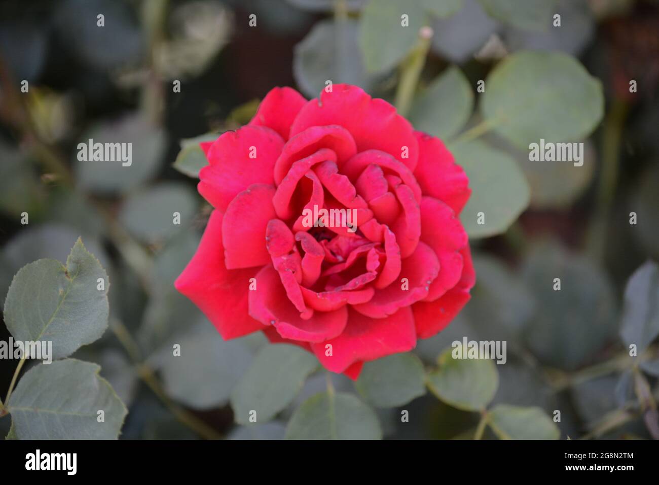 Red California Roses Beautiful Red Rose in the Santa Clara River Valley, Fillmore ...