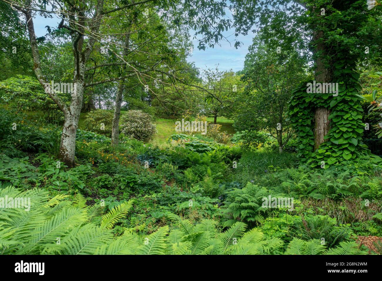 Woodland shrubs hi-res stock photography and images - Alamy