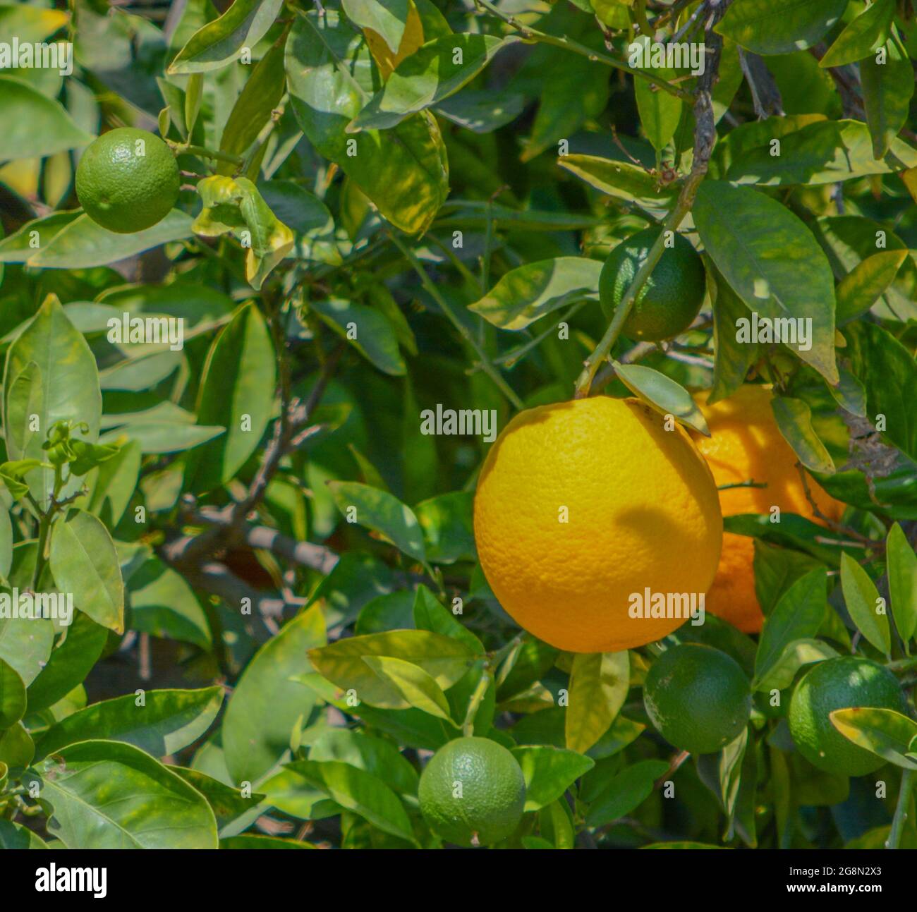 Ready to pick Oranges in Santa Clara River Valley, Fillmore, Ventura