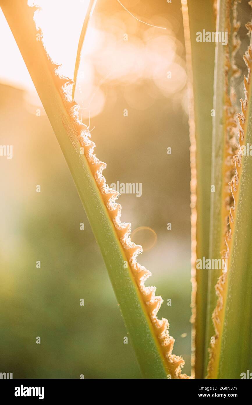 Close Up Of Palm Tree Branch In Sunny Sunshine View Stock Photo - Alamy