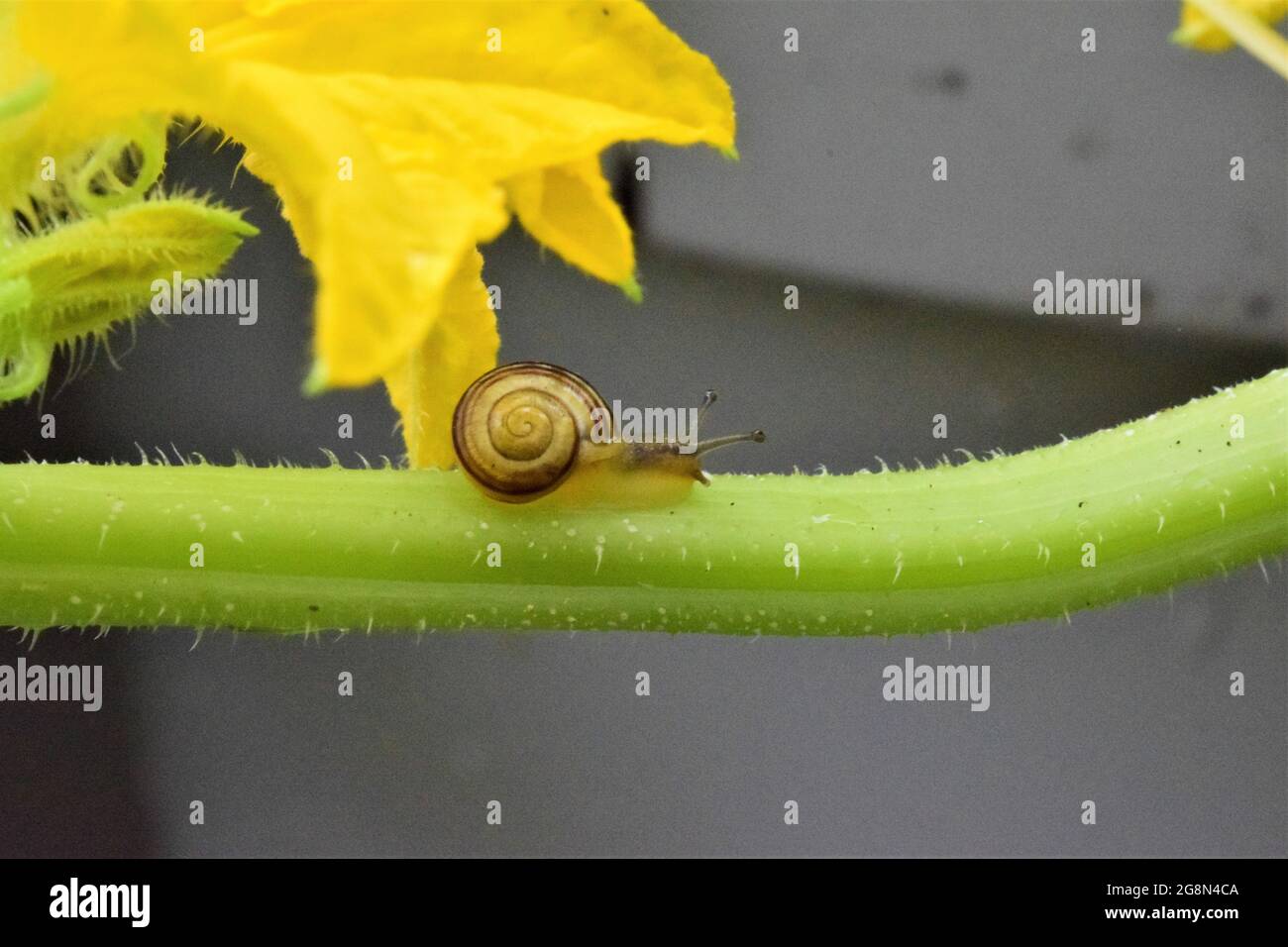 Little housing screw on a cucumber plant Stock Photo