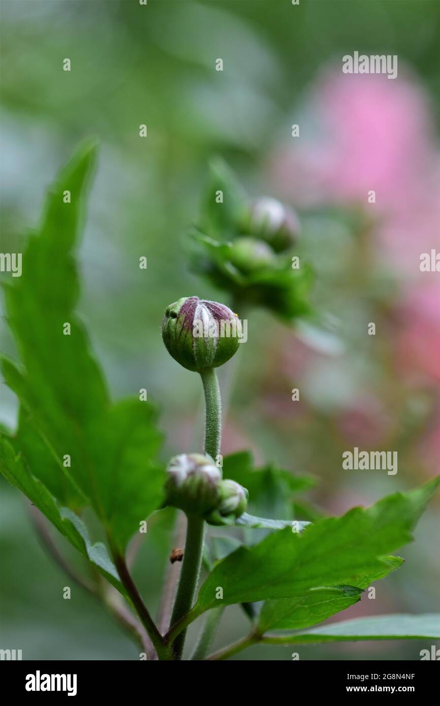 Autumn anemone buds as a close up Stock Photo