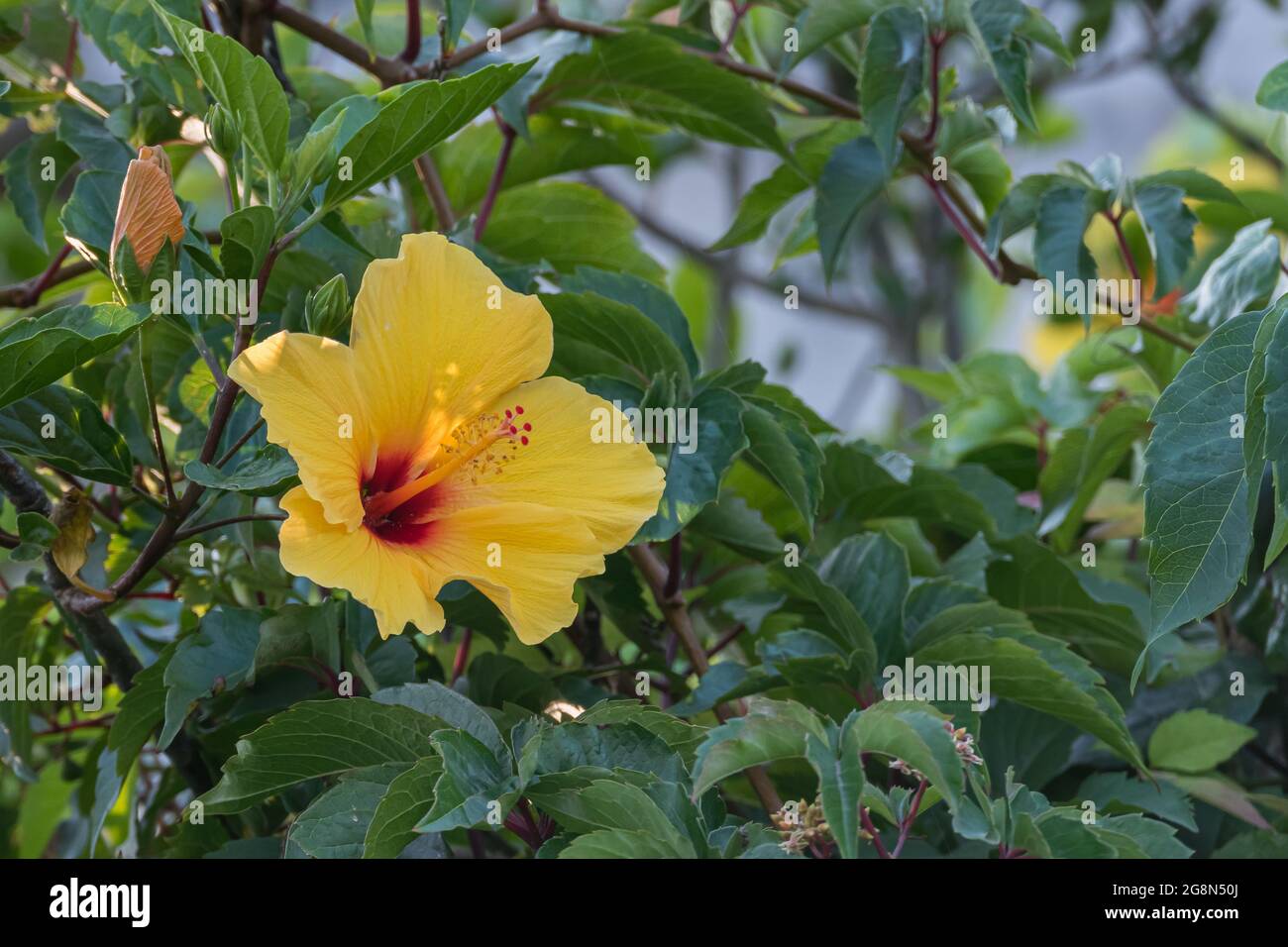 flowering hibiscus plant with one yellow flower open outdoors Stock