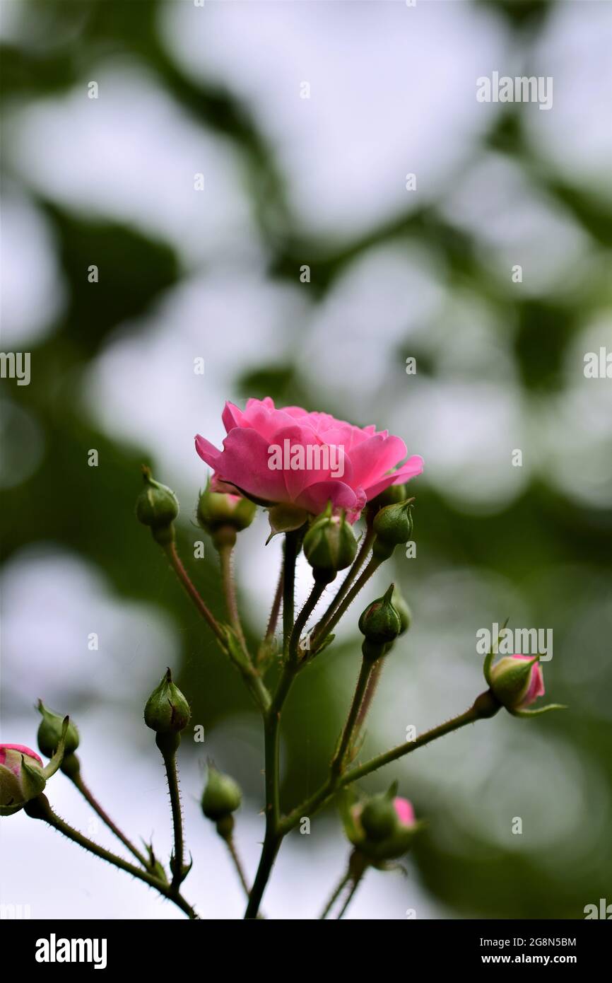 Close up of pink rose blossom on the bush Stock Photo