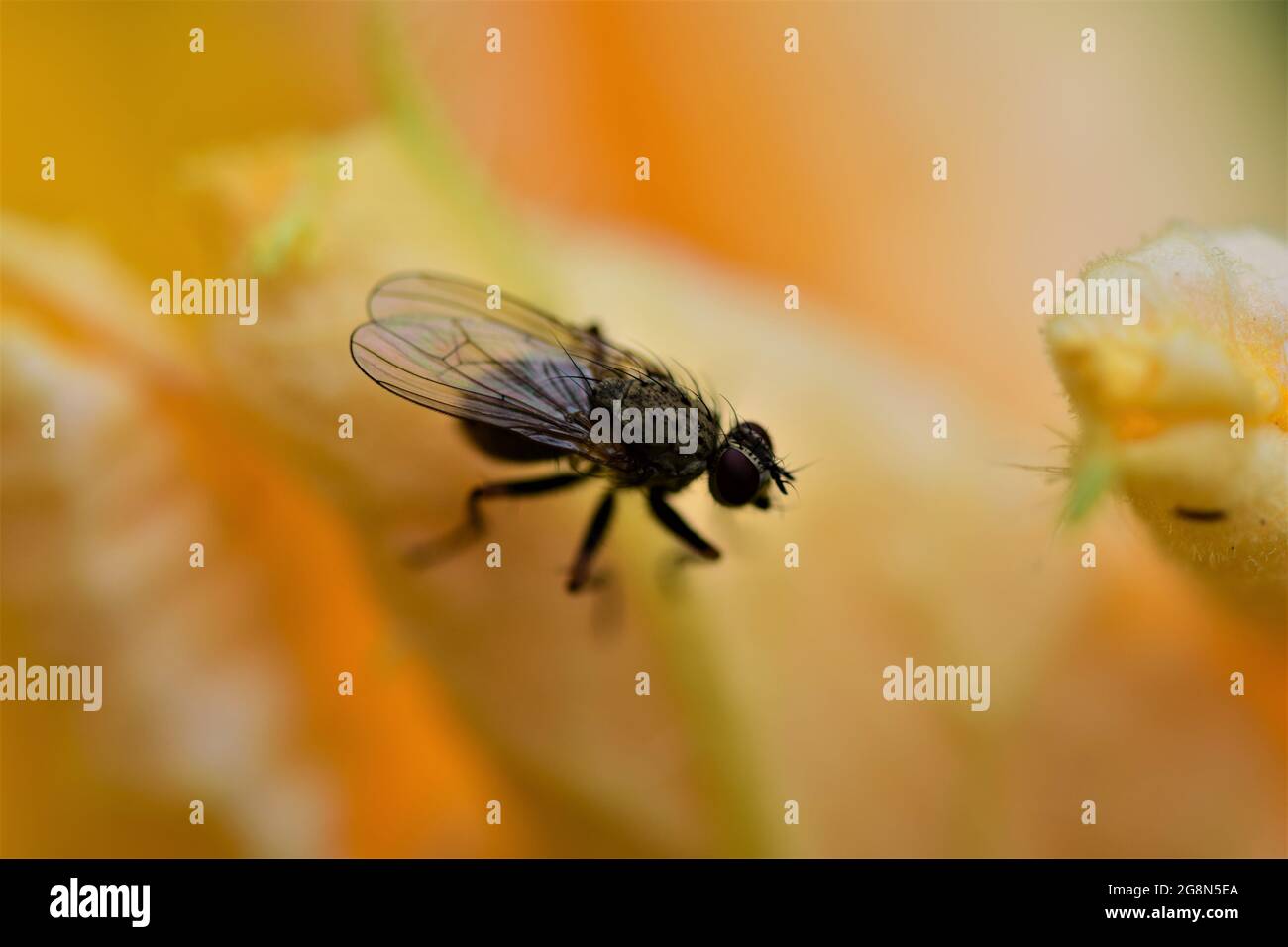 One fly sits on a yellow pumkin blossom Stock Photo