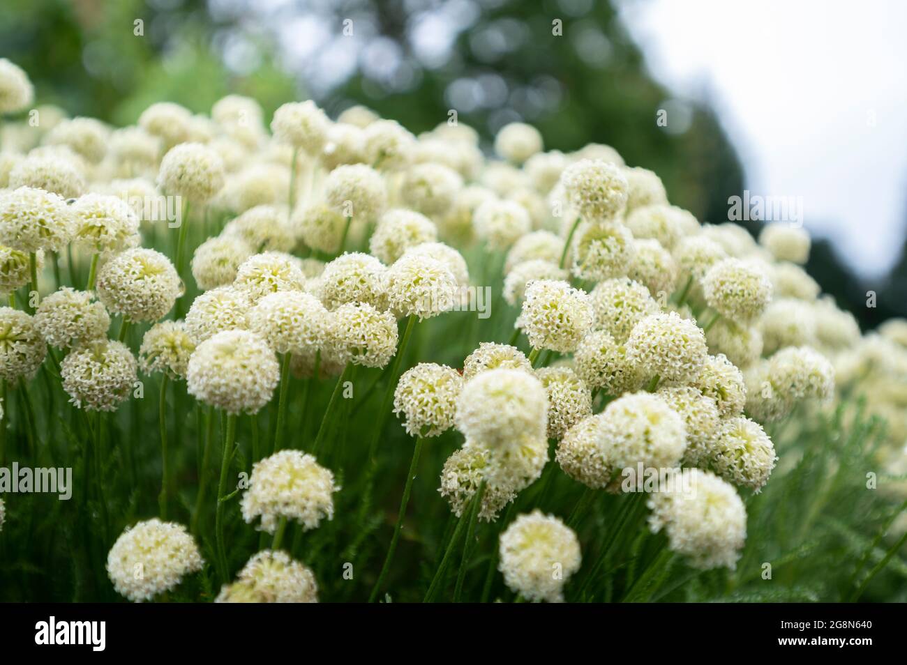 small white flower clusters with green stems 2G8N640