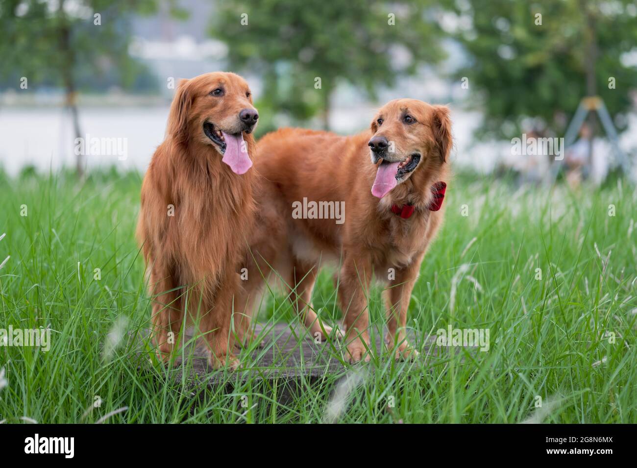Two golden retrievers in the grass Stock Photo - Alamy