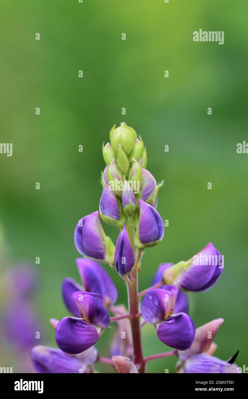 Close up of colorful purple lupin against a green background Stock Photo