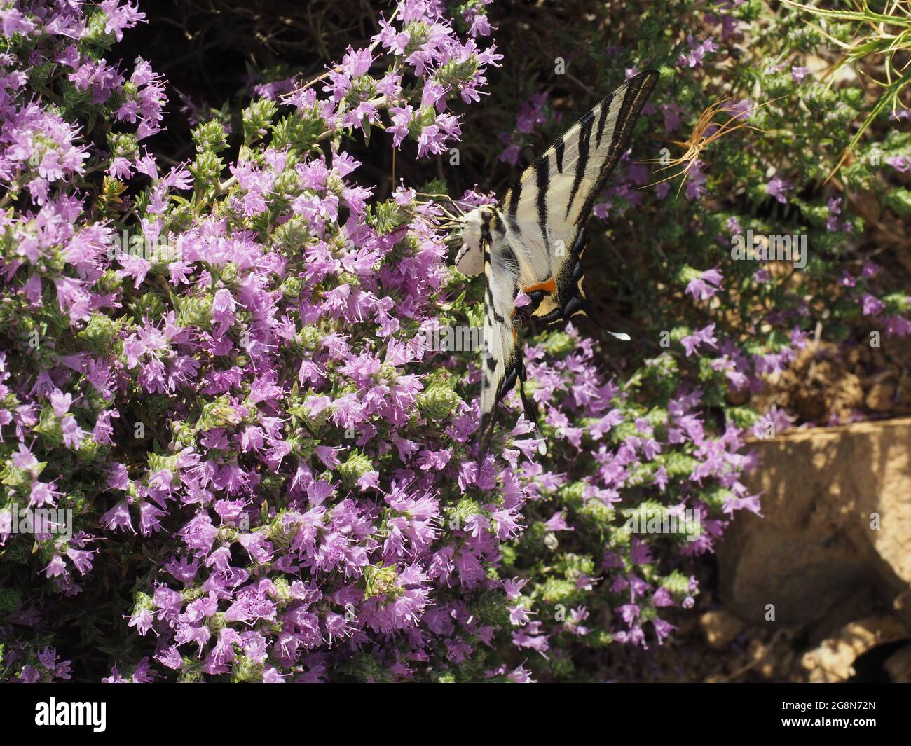 Swallowtail butterfly (Iphiclides podalirius) on mountain thyme near Kavo Malea, Peloponnese, Greece Stock Photo