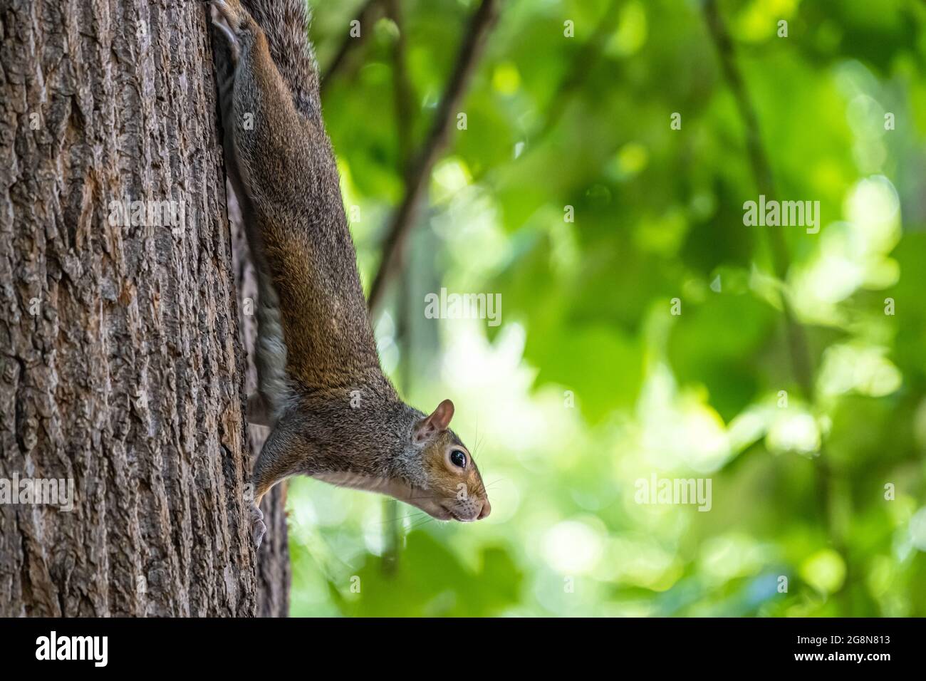 Eastern gray squirrel (Sciurus carolinensis) upside down on a tree trunk at Meeks Park in Blairsville, Georgia. (USA) Stock Photo