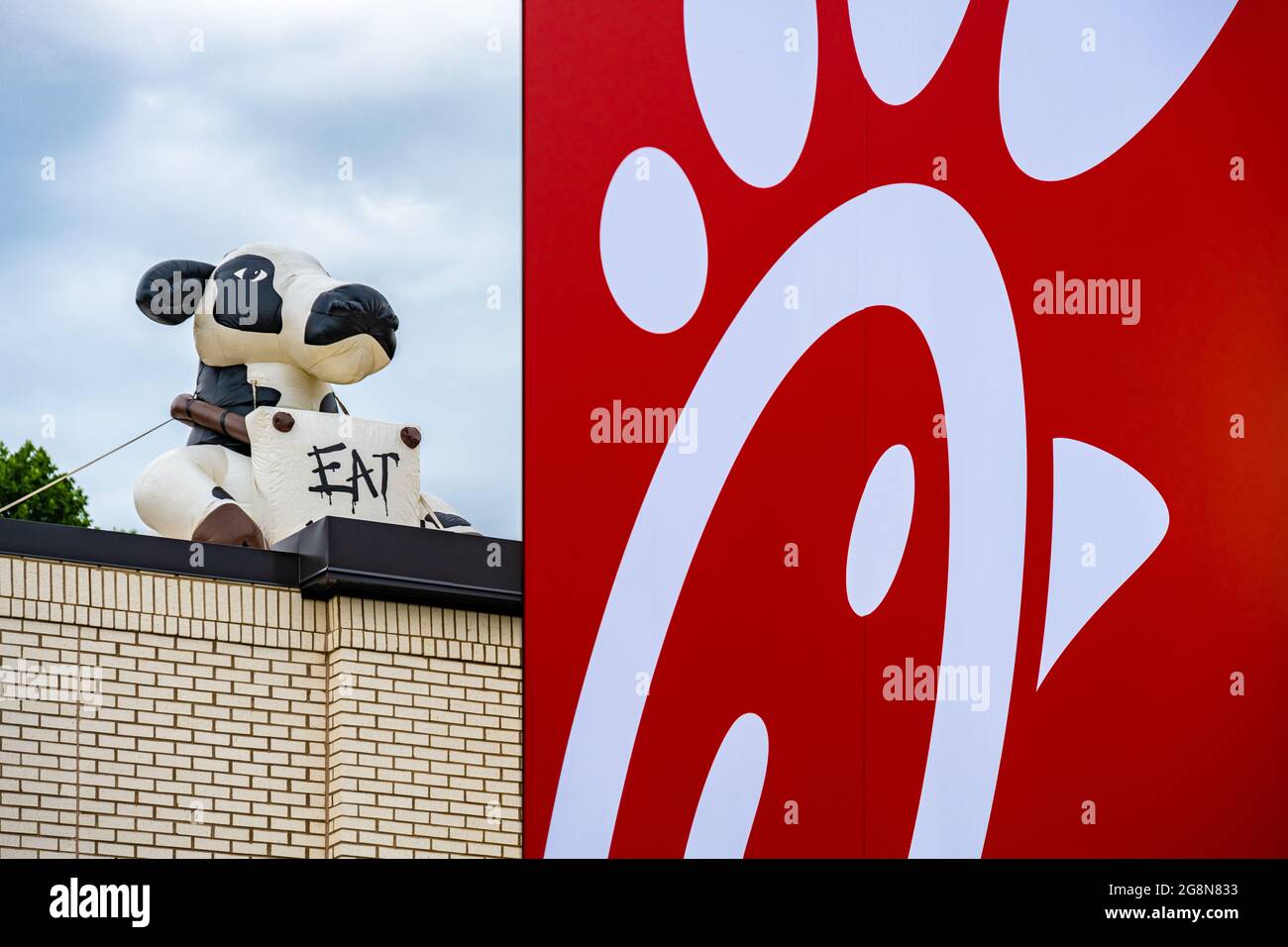 Inflatable 'Eat Mor Chikin' cow atop a new Chick-fil-A for a grand opening event in Snellville (Metro Atlanta), Georgia. (USA) Stock Photo