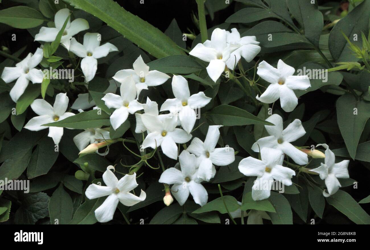 Jasminum officinale, fragrant, white flowers Stock Photo