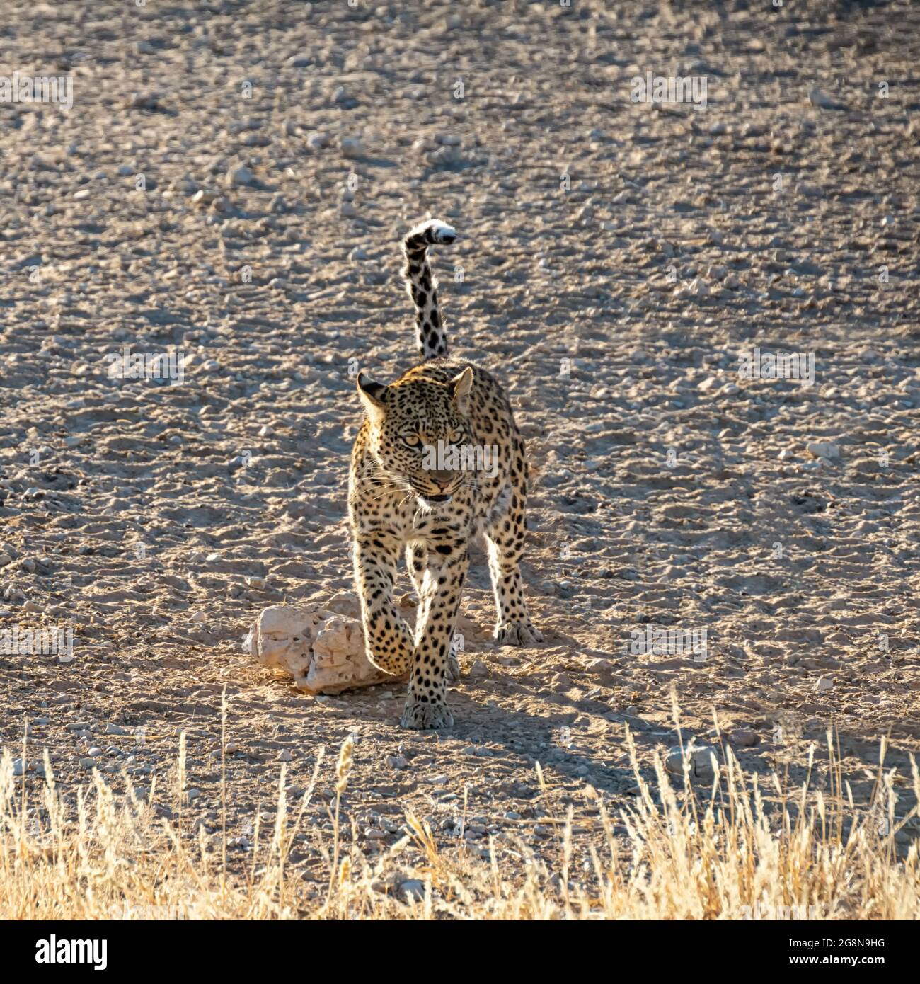 A female Leopard in Southern African savannah Stock Photo - Alamy