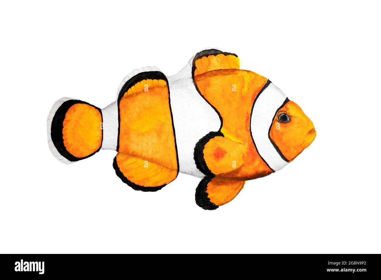 Clown fish watercolor drawing on white background. tropical amphiprion Aquarium fish. Book illustration or postcard. Nemo fish image for print or stic Stock Photo