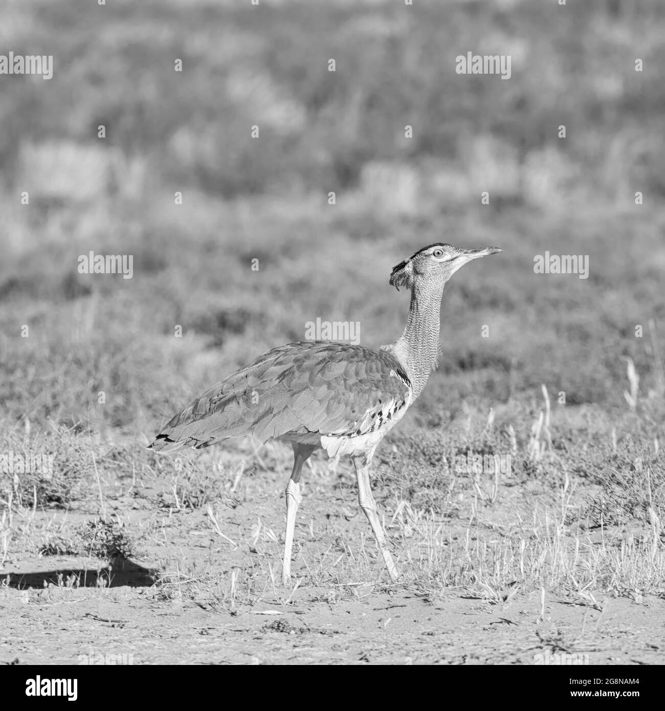 Bustard Bird Black And White Stock Photos Images Alamy