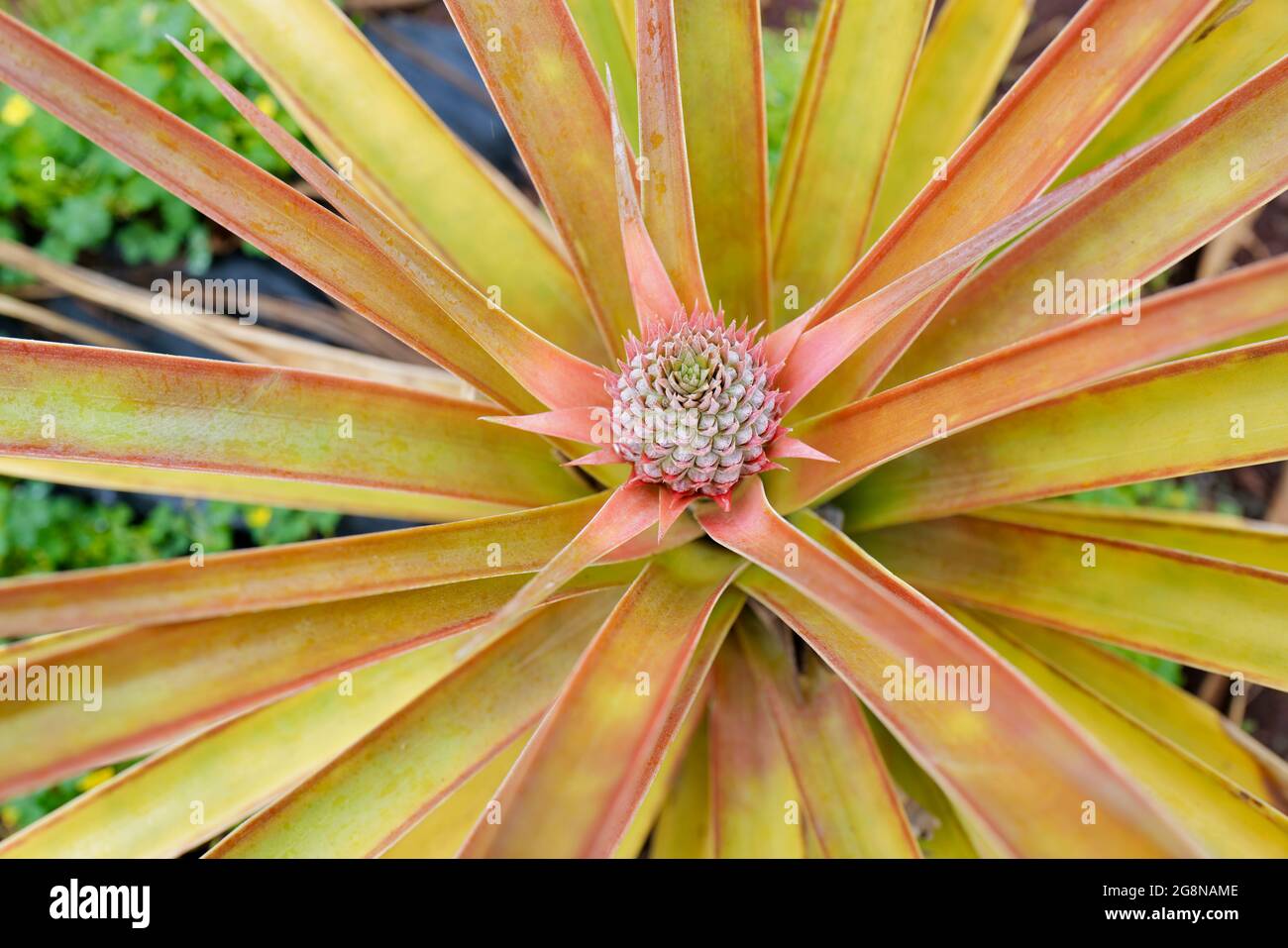 Pineapple plant at the Dole Plantation, Oahu HI Stock Photo Alamy