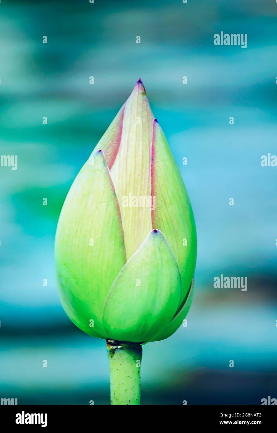 A lotus bud (Nelumbo nucifera) blooms in the Charles Wood Japanese