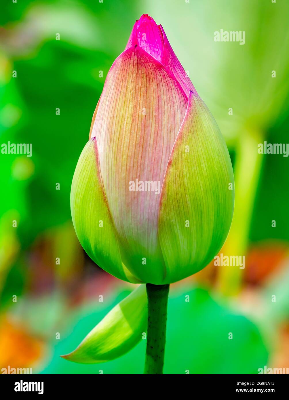 A lotus bud (Nelumbo nucifera) blooms in the Charles Wood Japanese