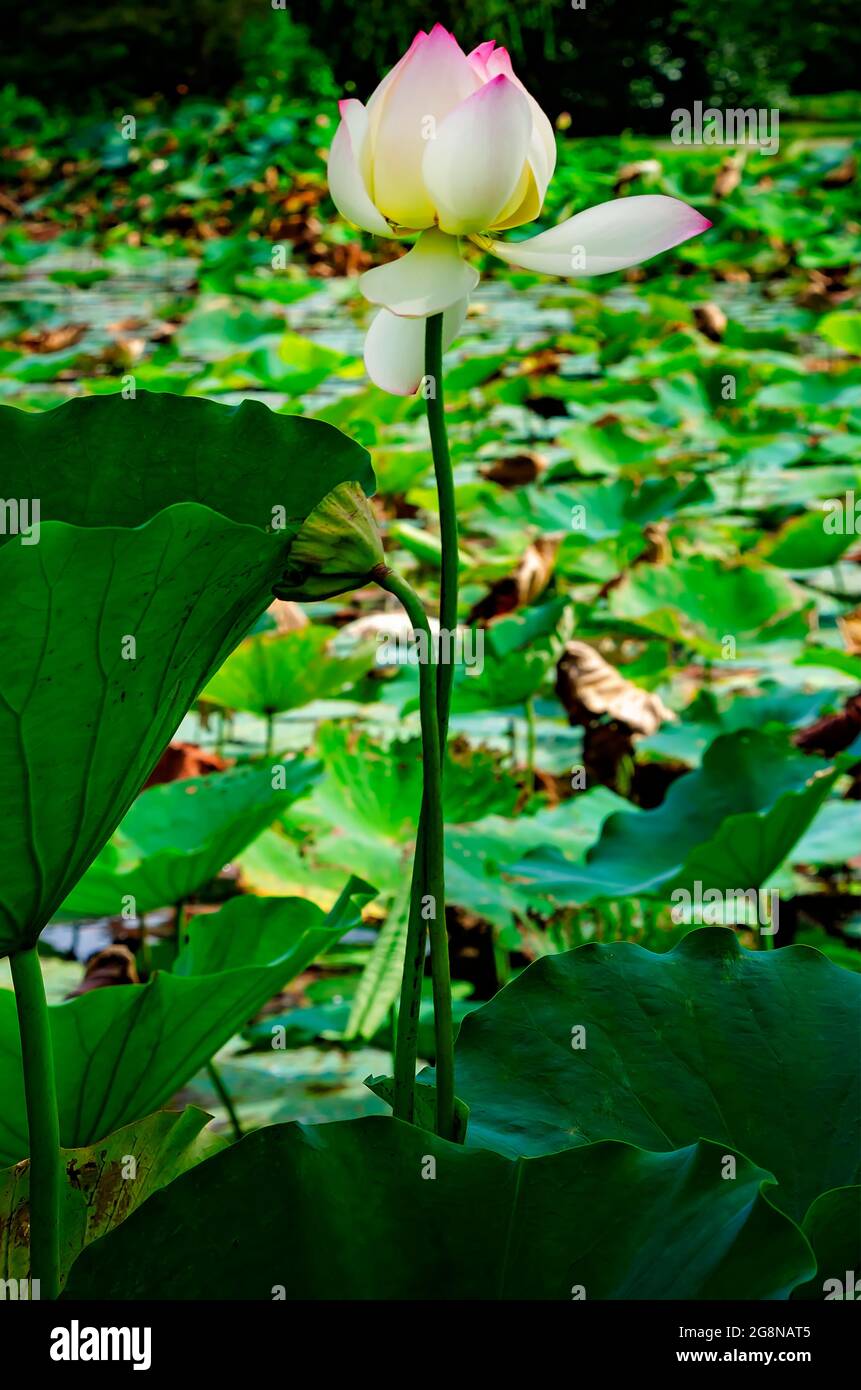 A lotus flower (Nelumbo nucifera) blooms in the Charles Wood Japanese