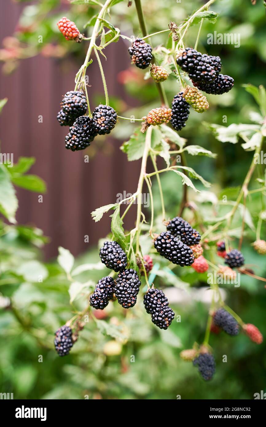 Many ripe organic blackberries growing on a bush in a summer garden Stock Photo