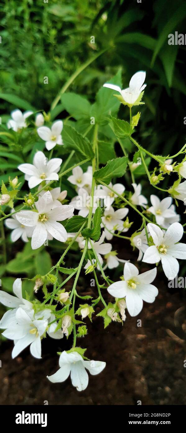 Close up Jasmine Flowers in Garden. Bloom time. Selective Focus. Blossom Flowers Background. Nature Wallpaper Stock Photo - Alamy Close up Jasmine Flowers in Garden. Bloom time. Selective Focus. Blossom Flowers Background. Nature Wallpaper Stock Photo - Alamy