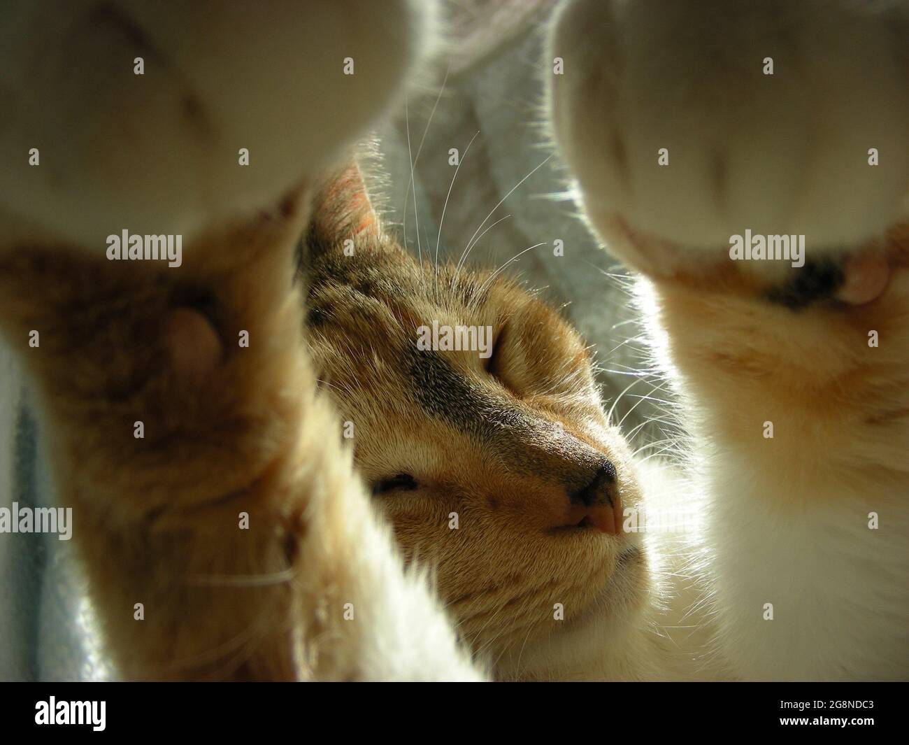 Sleeping Beckoning Cat Stock Photo