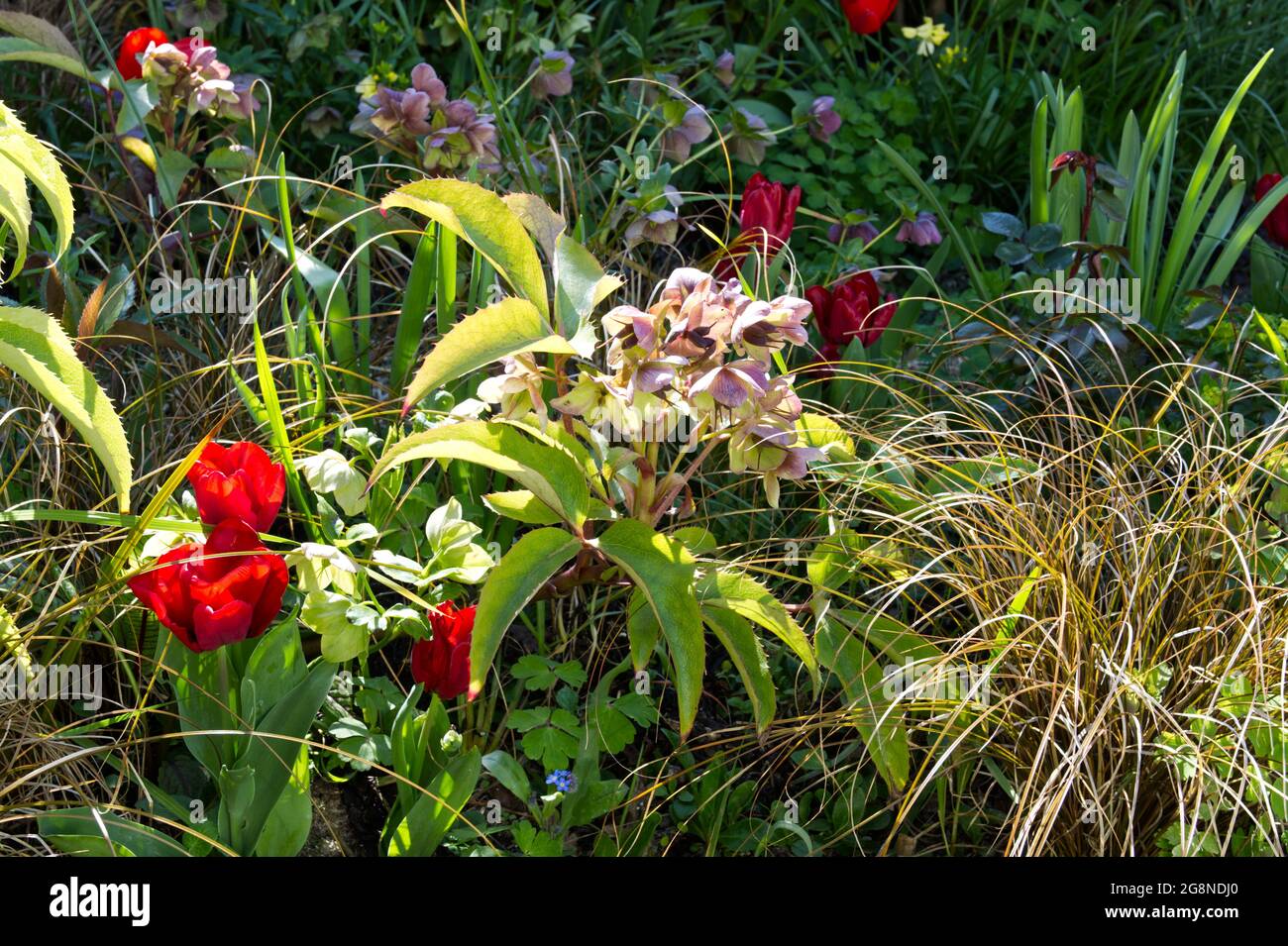 Red Tulip Seadov flowers, hellebore Sternii and bronze carex grass in a spring garden. April UK Stock Photo